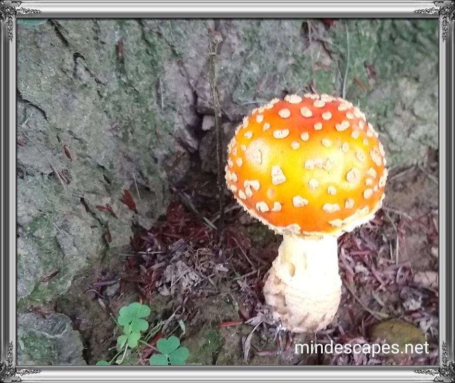 Orange dome shaped toadstool near a pine tree trunk